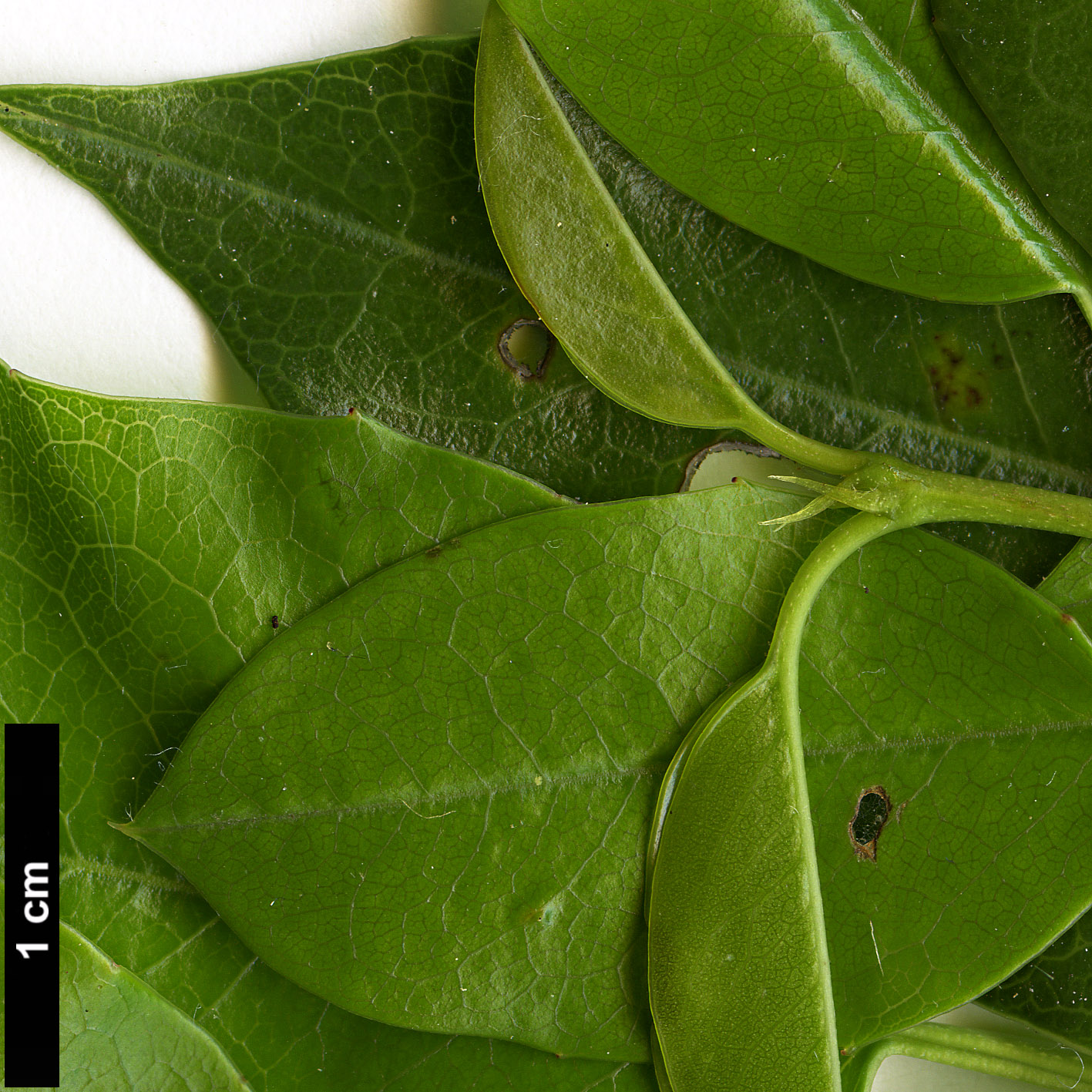 High resolution image: Family: Rosaceae - Genus: Prunus - Taxon: ilicifolia